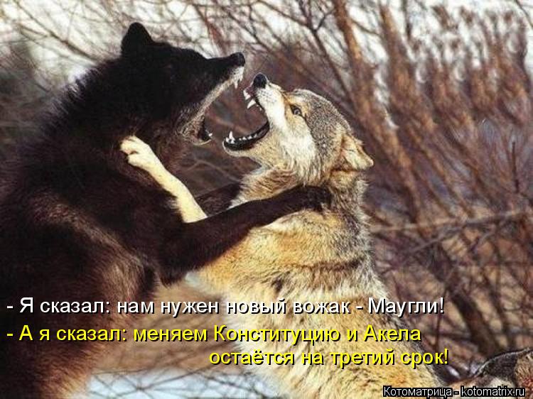 - Я сказал: нам нужен новый вожак - Маугли! - А я сказал: меняем Конституцию и Акела остаётся на тре... Котоматрица: - Я сказал: нам нужен новый вожак - Маугли! - А я сказал: меняем Конституцию и Акела остаётся на третий срок!