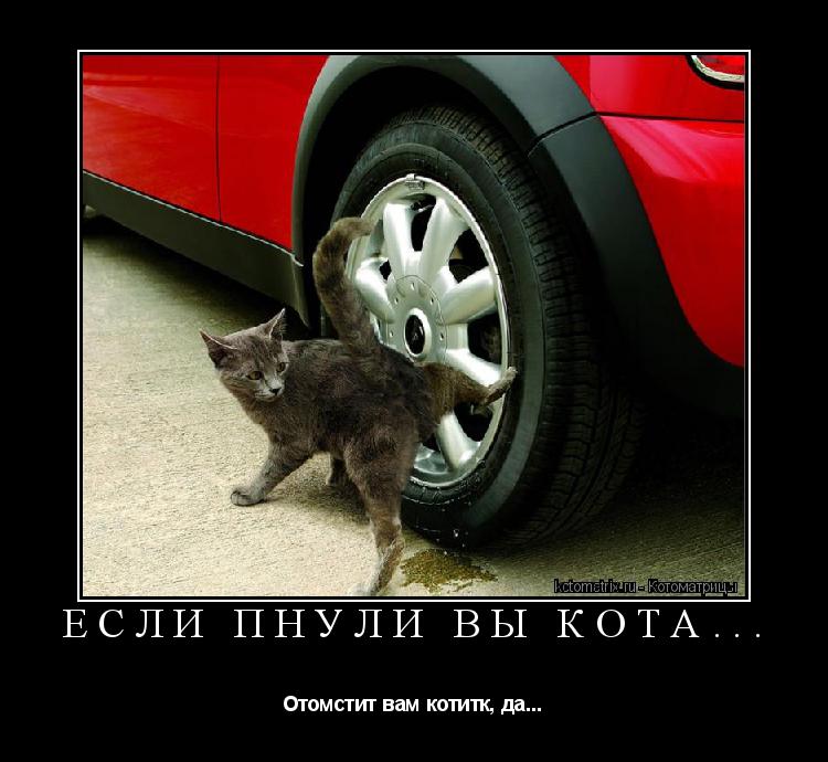 ЕСЛИ ПНУЛИ ВЫ КОТА... Отомстит вам котитк, да...... Котоматрица: ЕСЛИ ПНУЛИ ВЫ КОТА... Отомстит вам котитк, да...