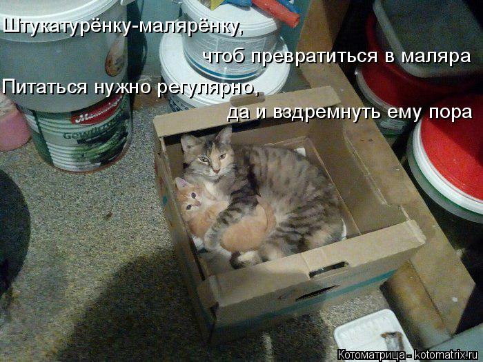 Штукатурёнку-малярёнку, чтоб превратиться в маляра Питаться нужно регулярно, да и вздремнуть ему пор... Котоматрица: Штукатурёнку-малярёнку, чтоб превратиться в маляра Питаться нужно регулярно, да и вздремнуть ему пора