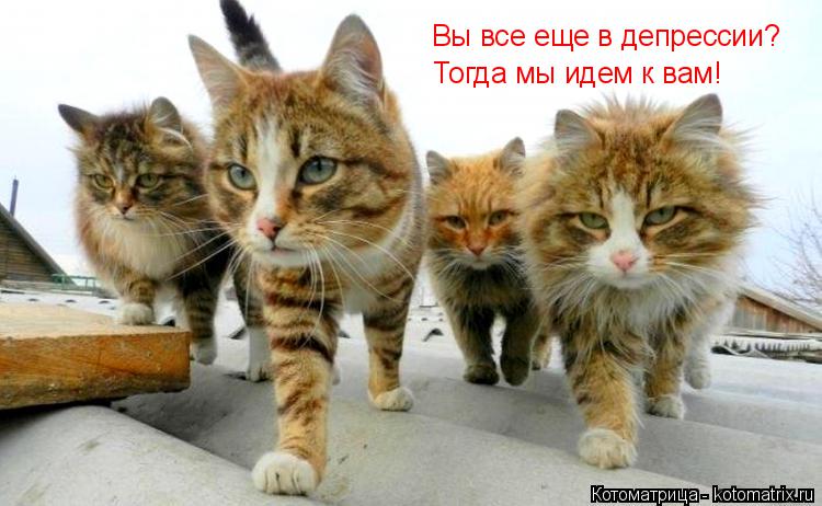 Вы все еще в депрессии? Тогда мы идем к вам!... Котоматрица: Вы все еще в депрессии? Тогда мы идем к вам!