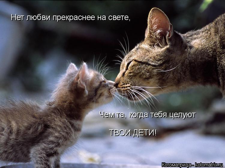 Котоматрица: Нет любви прекраснее на свете, Чем та, когда тебя целуют ТВОИ ДЕТИ!
