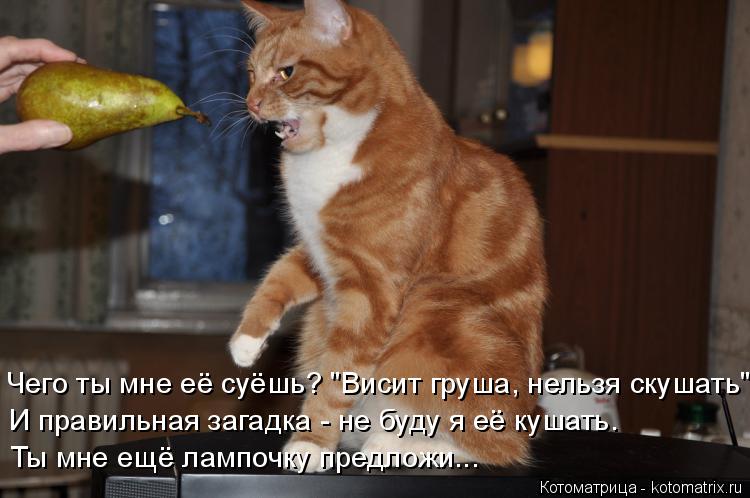 Чего ты мне её суёшь? "Висит груша, нельзя скушать" И правильная загадка - не буду я её кушать. Ты мн... Котоматрица: Чего ты мне её суёшь? "Висит груша, нельзя скушать" И правильная загадка - не буду я её кушать. Ты мне ещё лампочку предложи...