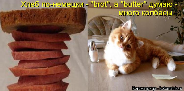 Хлеб по-немецки - "brot", а "butter" думаю - много колбасы...... Котоматрица: Хлеб по-немецки - "brot", а "butter" думаю - много колбасы...