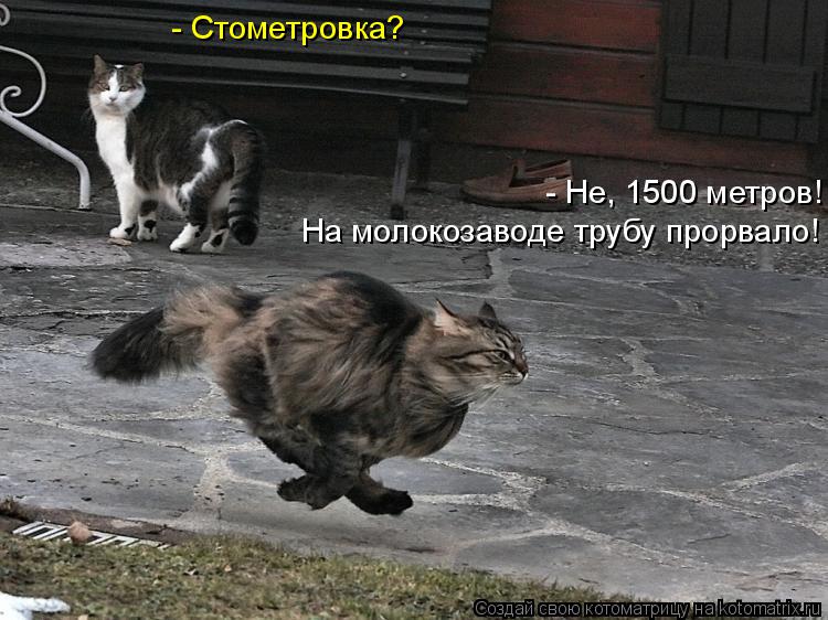 - Стометровка? - Не, 1500 метров! На молокозаводе трубу прорвало!... Котоматрица: - Стометровка? - Не, 1500 метров! На молокозаводе трубу прорвало!