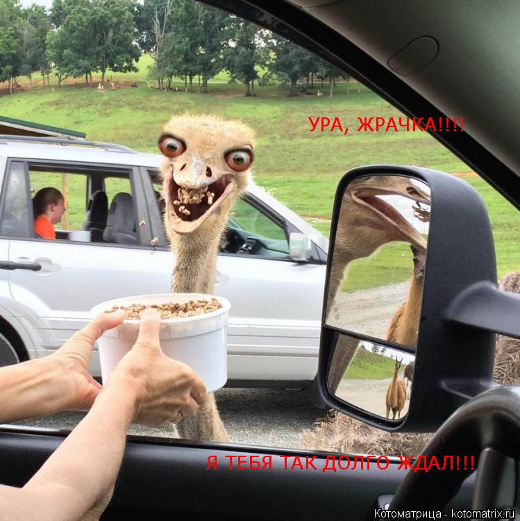УРА, ЖРАЧКА!!!! Я ТЕБЯ ТАК ДОЛГО ЖДАЛ!!!... Котоматрица: УРА, ЖРАЧКА!!!! Я ТЕБЯ ТАК ДОЛГО ЖДАЛ!!!