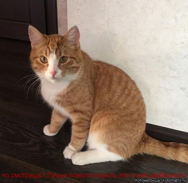 чо смотришь? Лучше помоги открыть ато я уже разбесился... Котоматрица: чо смотришь? Лучше помоги открыть ато я уже разбесился