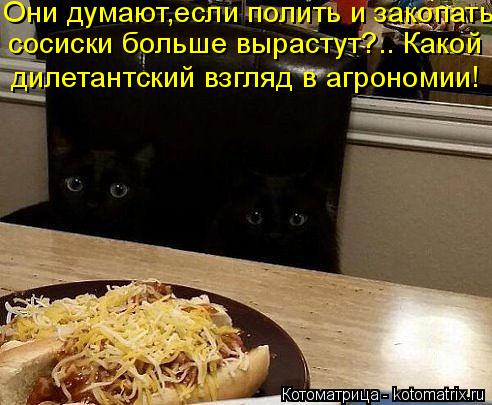 Они думают,если полить и закопать сосиски больше вырастут?.. Какой дилетантский взгляд в агрономии!... Котоматрица: Они думают,если полить и закопать сосиски больше вырастут?.. Какой дилетантский взгляд в агрономии!