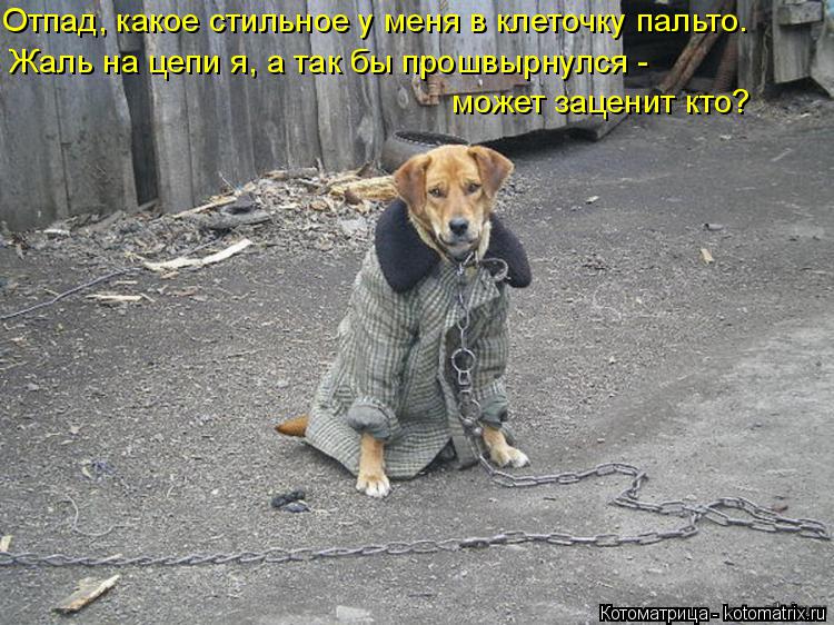 Отпад, какое стильное у меня в клеточку пальто. Жаль на цепи я, а так бы прошвырнулся - может зацени... Котоматрица: Отпад, какое стильное у меня в клеточку пальто. Жаль на цепи я, а так бы прошвырнулся - может заценит кто?