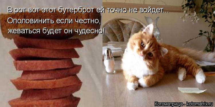В рот вот этот бутерброт ей точно не войдет... Ополовинить если честно, жеваться будет он чудесно!... Котоматрица: В рот вот этот бутерброт ей точно не войдет... Ополовинить если честно, жеваться будет он чудесно!
