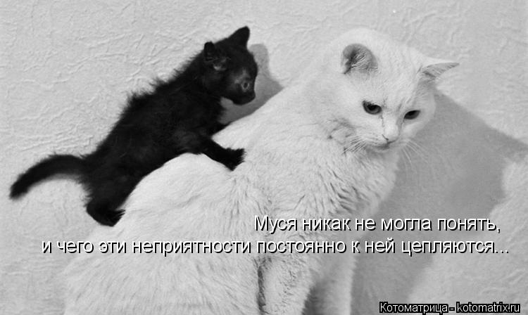 Муся никак не могла понять, и чего эти неприятности постоянно к ней цепляются...... Котоматрица: Муся никак не могла понять, и чего эти неприятности постоянно к ней цепляются...