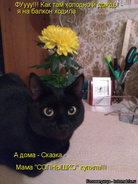 ФУууу!!! Как там холодно и дождь! - я на балкон ходила А дома - Сказка - Мама "СОЛНЫШКО" купила!!!... Котоматрица: ФУууу!!! Как там холодно и дождь! - я на балкон ходила А дома - Сказка - Мама "СОЛНЫШКО" купила!!!