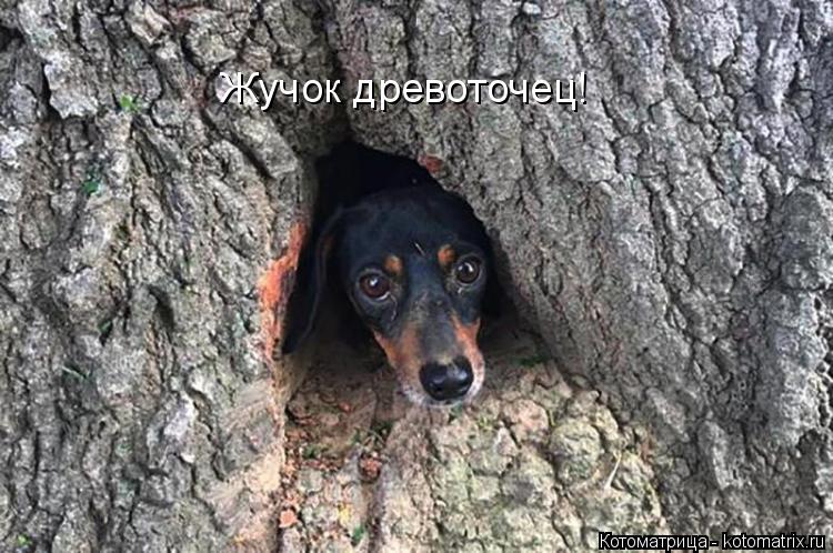 Жучок древоточец!... Котоматрица: Жучок древоточец!