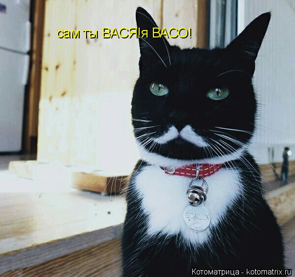 Котоматрица: сам ты ВАСЯ!я ВАСО!