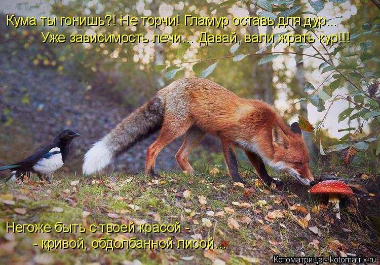 Негоже быть с твоей красой - - кривой, обдолбанной лисой… Кума ты гонишь?! Не торчи! Гламур оставь ... Котоматрица: Негоже быть с твоей красой - - кривой, обдолбанной лисой… Кума ты гонишь?! Не торчи! Гламур оставь для дур... Уже зависимость лечи… Давай, вал