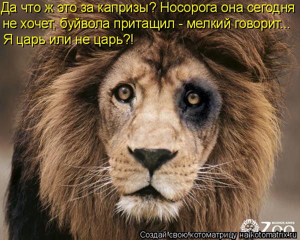 Котоматрица: Да что ж это за капризы? Носорога она сегодня не хочет, буйвола притащил - мелкий говорит... Я царь или не царь?!