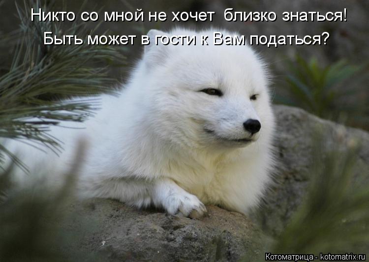 Котоматрица: Быть может в гости к Вам податься? Никто со мной не хочет  близко знаться!