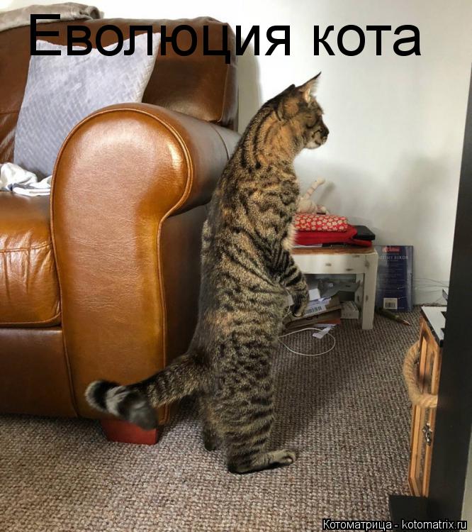 Еволюция кота... Котоматрица: Еволюция кота