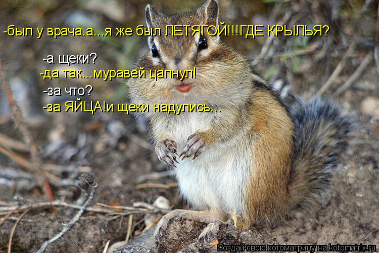 Котоматрица: -а щеки? -да так...муравей цапнул! -был у врача.а...я же был ЛЕТЯГОЙ!!!ГДЕ КРЫЛЬЯ? -за что? -за ЯЙЦА!и щеки надулись...