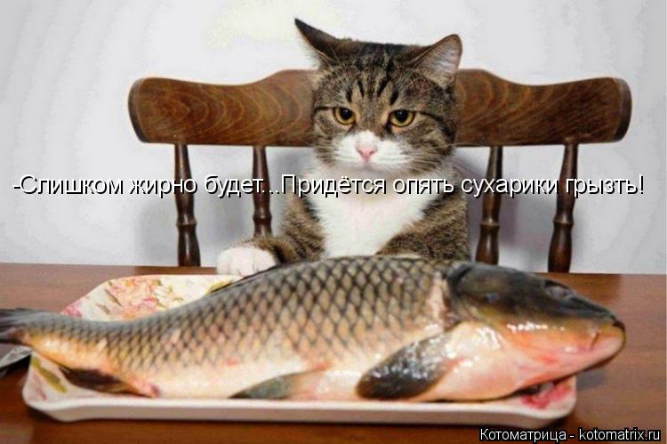 -Слишком жирно будет...Придётся опять сухарики грызть!... Котоматрица: -Слишком жирно будет...Придётся опять сухарики грызть!