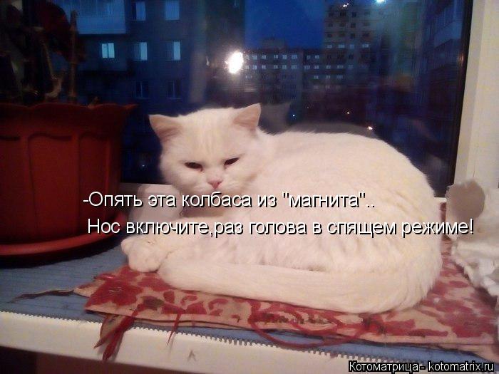 -Опять эта колбаса из "магнита".. Нос включите,раз голова в спящем режиме!... Котоматрица: -Опять эта колбаса из "магнита".. Нос включите,раз голова в спящем режиме!