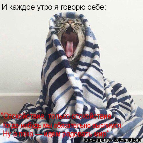 И каждое утро я говорю себе: Ну а пока — идем радовать мир". Когда-нибудь мы обязательно выспимся. "... Котоматрица: И каждое утро я говорю себе: Ну а пока — идем радовать мир". Когда-нибудь мы обязательно выспимся. "Спокойствие, только спокойствие.
