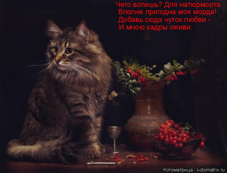 Чего вопишь? Для натюрморта Вполне пригодна моя морда! Добавь сюда чуток любви - И мною кадры оживи.... Котоматрица: Чего вопишь? Для натюрморта Вполне пригодна моя морда! Добавь сюда чуток любви - И мною кадры оживи.