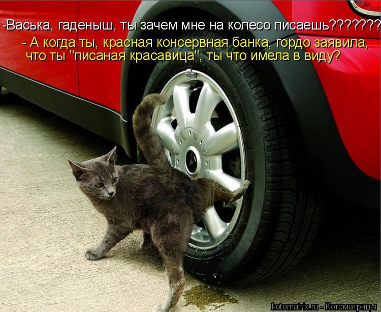 -Васька, гаденыш, ты зачем мне на колесо писаешь????????? - А когда ты, красная консервная банка, гор... Котоматрица: -Васька, гаденыш, ты зачем мне на колесо писаешь????????? - А когда ты, красная консервная банка, гордо заявила, что ты "писаная красавица", ты что