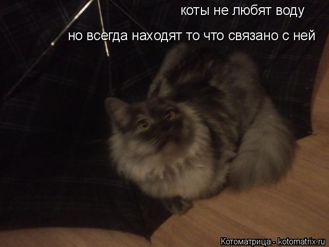коты не любят воду но всегда находят то что связано с ней... Котоматрица: коты не любят воду но всегда находят то что связано с ней
