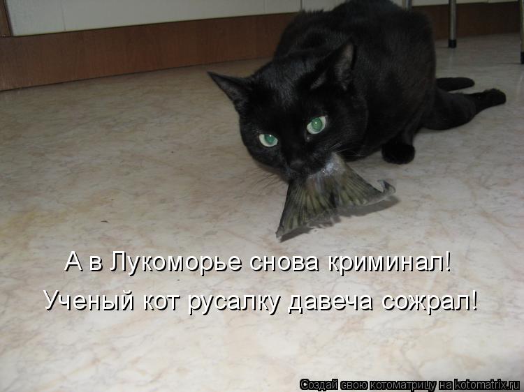 А в Лукоморье снова криминал! Ученый кот русалку давеча сожрал!... Котоматрица: А в Лукоморье снова криминал! Ученый кот русалку давеча сожрал!