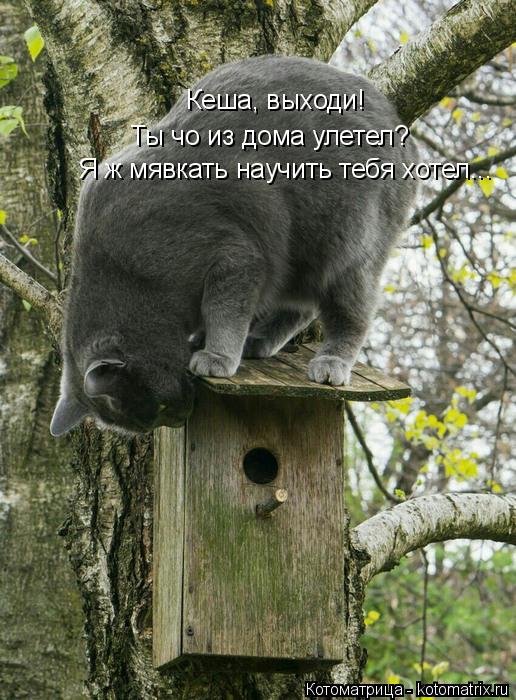 Кеша, выходи! Ты чо из дома улетел? Я ж мявкать научить тебя хотел...... Котоматрица: Кеша, выходи! Ты чо из дома улетел? Я ж мявкать научить тебя хотел...