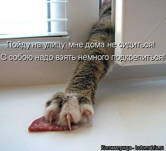 Котоматрица: С собою надо взять немного подкрепиться! Пойду на улицу, мне дома не сидиться!