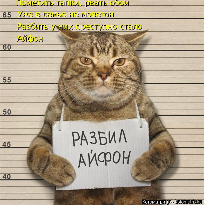 Котоматрица: Пометить тапки, рвать обои Уже в семье не моветон Разбить у них преступно стало Айфон