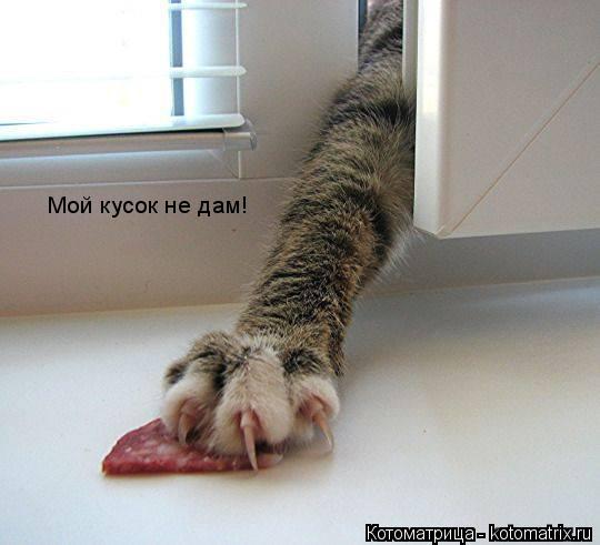 Котоматрица: Мой кусок не дам!