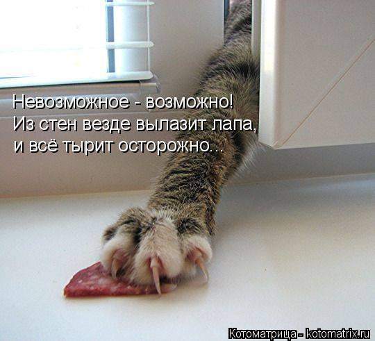 Котоматрица: Невозможное - возможно! Из стен везде вылазит лапа,  и всё тырит осторожно...