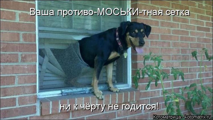 Котоматрица: Ваша противо-МОСЬКИ-тная сетка ни к чёрту не годится!