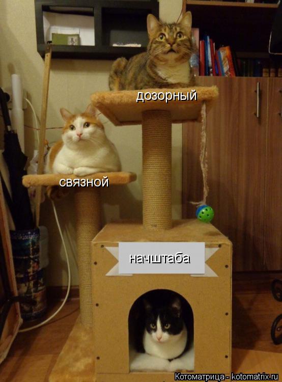 Котоматрица: дозорный связной начштаба