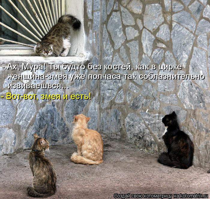 Котоматрица: - Ах, Мура! Ты будто без костей, как в цирке   женщина-змея уже полчаса так соблазнительно извиваешься... - Вот-вот, змея и есть!