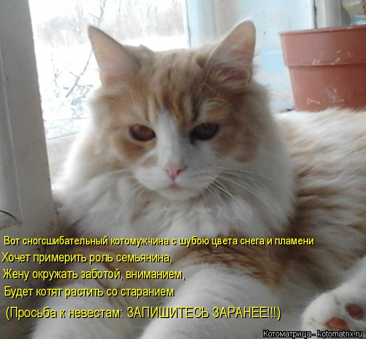 Котоматрица: Вот сногсшибательный котомужчина с шубою цвета снега и пламени Хочет примерить роль семьянина, Жену окружать заботой, вниманием, Будет кот