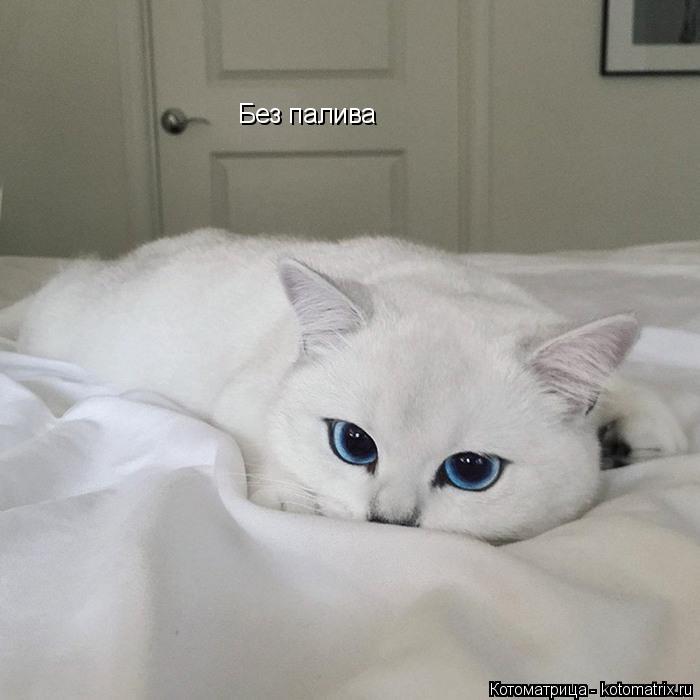 Котоматрица: Без палива