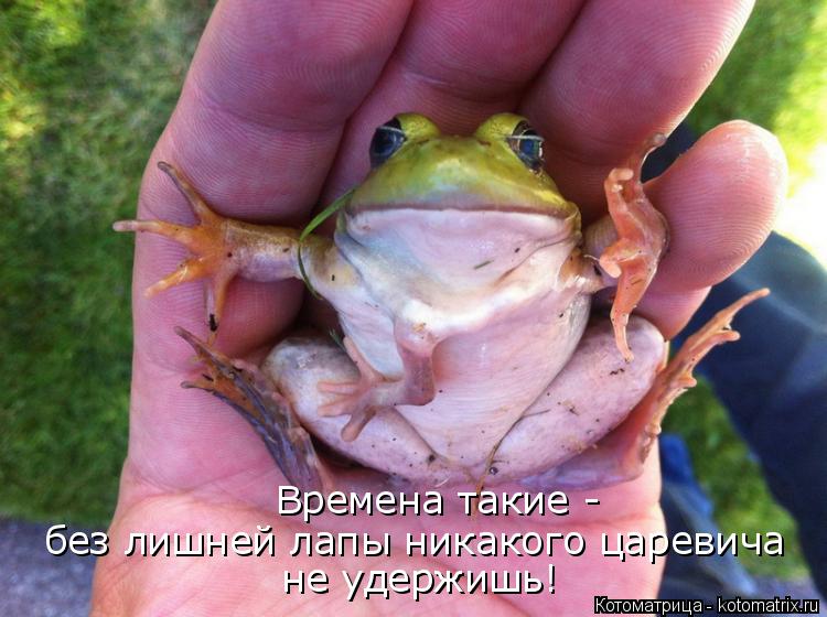 Времена такие - без лишней лапы никакого царевича не удержишь!... Котоматрица: Времена такие - без лишней лапы никакого царевича не удержишь!
