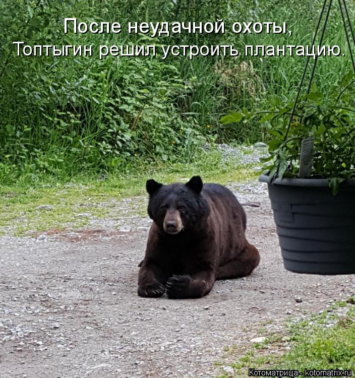 После неудачной охоты, Топтыгин решил устроить плантацию.... Котоматрица: После неудачной охоты, Топтыгин решил устроить плантацию.