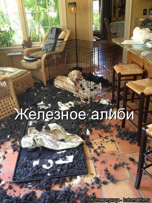Железное алиби... Котоматрица: Железное алиби