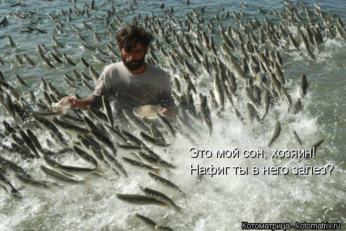 Это мой сон, хозяин! Нафиг ты в него залез?... Котоматрица: Это мой сон, хозяин! Нафиг ты в него залез?