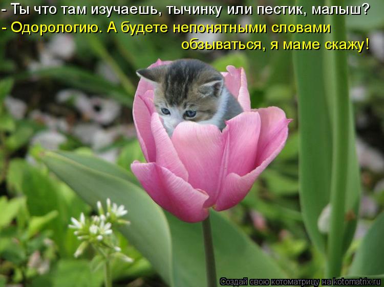 Котоматрица: - Ты что там изучаешь, тычинку или пестик, малыш? - Одорологию. А будете непонятными словами обзываться, я маме скажу!