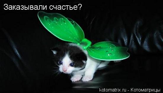 Заказывали счастье?... Котоматрица: Заказывали счастье?