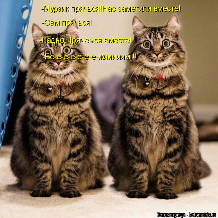 Котоматрица: -Мурзик,прячься!Нас заметили вместе!  -Сам прячься! -Ладно!Прячемся вместе! -Бе-е-е-е-е-е-е-жииииим!!!