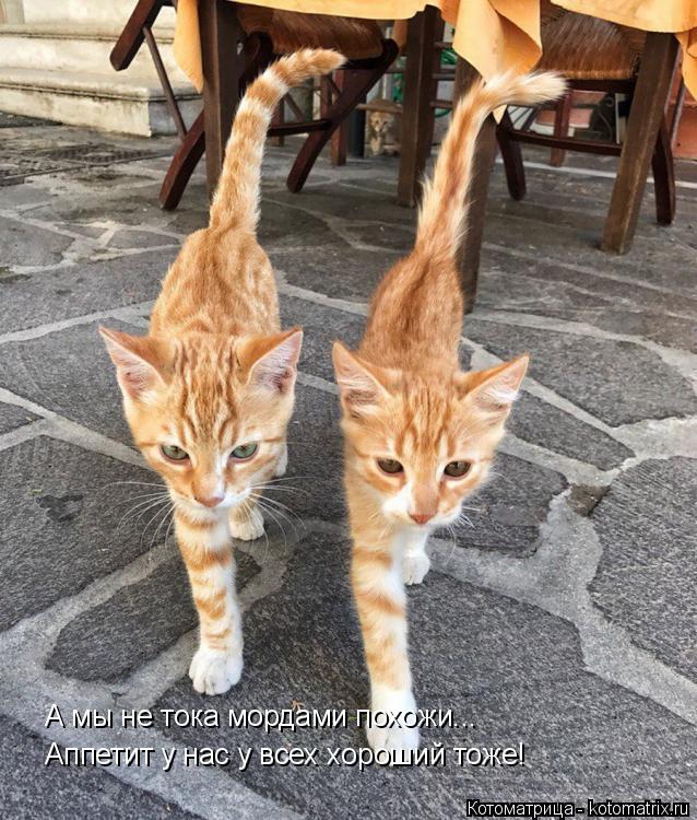 Котоматрица: А мы не тока мордами похожи... Аппетит у нас у всех хороший тоже!