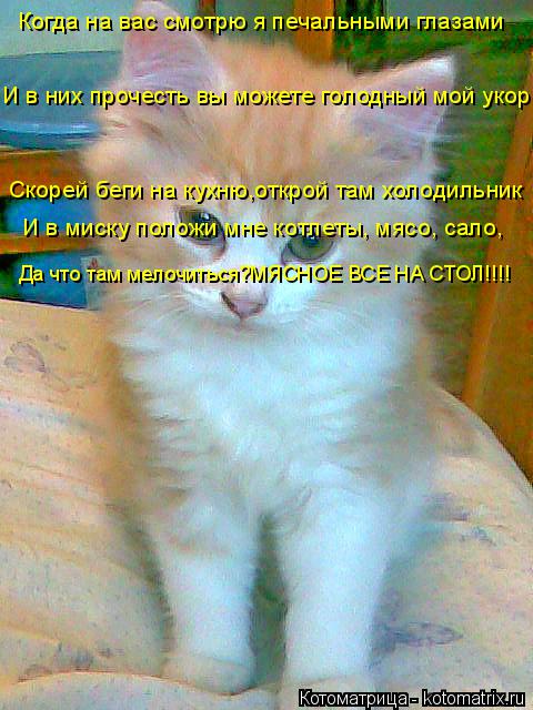 Котоматрица: Когда на вас смотрю я печальными глазами И в них прочесть вы можете голодный мой укор Скорей беги на кухню,открой там холодильник И в миску 