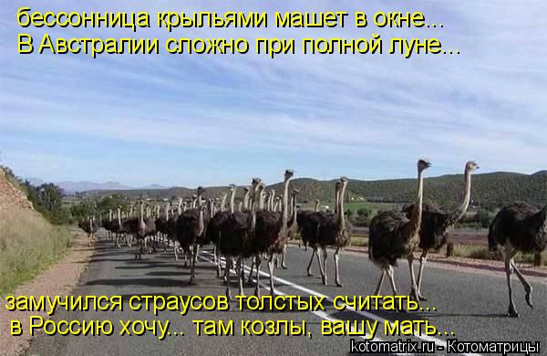 Котоматрица: бессонница крыльями машет в окне... в Россию хочу... там козлы, вашу мать... замучился страусов толстых считать... В Австралии сложно при полной