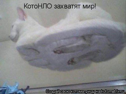 Котоматрица: КотоНЛО захватят мир!